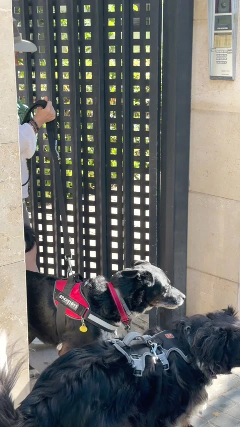 Person Walking Two Black Dogs on Urban Sidewalk in Summer Stock Footage 336733741