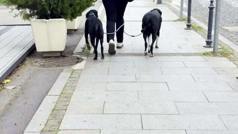 Person Walking Two Great Dane Dogs on City Sidewalk Stock Footage 335226264