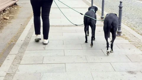 Person Walking Two Great Dane Dogs on City Sidewalk 스톡 동영상 335226271