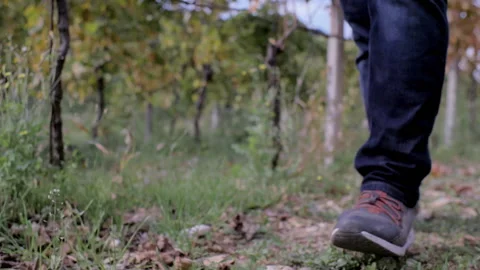 Person walking in vineyard Video stock 233896923