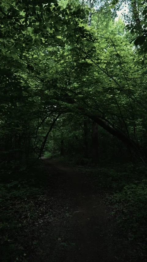 A person walks down a narrow path in a forest surrounded by tall trees and dense 動画素材 344440224