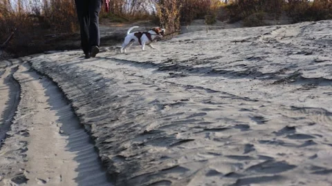 Person walks sandy path behind small white and brown dog in red harness Stock Footage 346551563