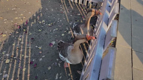 Person on Walkway Interacting with Two Begging Greylag Geese Stock Footage 334875495