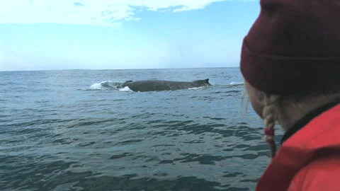 Person Watching a Migrating Humpback Whale from a RIB Boat Stock Footage 337051852