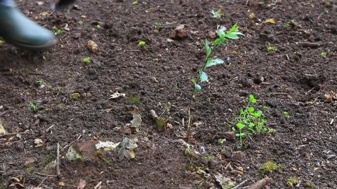Person with a weed killer remover puller removing a weed from the soil. Stock Footage 110866093