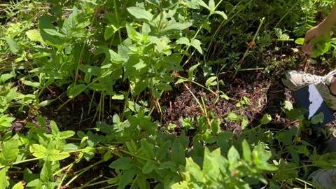 Person Weeding Garden Bed by Pulling Plants High Angle Stock Footage 341426214