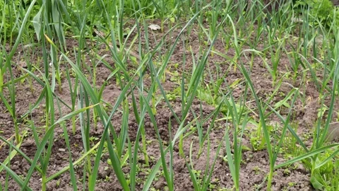 Person weeding garlic bed by hand in spring garden with dense rows of green Stock Footage 309303684