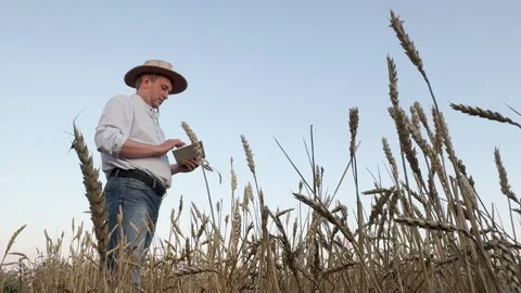Person in the wheat field using a tablet, Strengthening agribusiness with Stock Footage 318523104