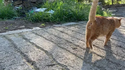 Personal perspective cat avoiding cuddles and walking away 스톡 동영상 293163472