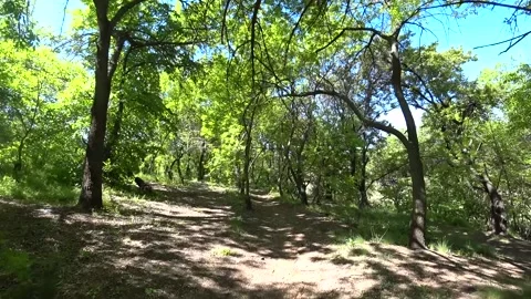 Personal Perspective, of Hiker Walking on Path Through Forest at Summer Day. Stock Footage 143779472