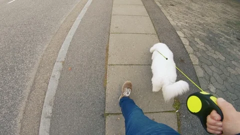 Personal perspective of man walking his dog on sidewalk Stock Footage 98090572