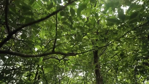 Personal perspective of view looking up and walking under trees with sun light Stock Footage 154189757
