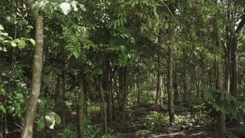 Personal perspective of view of walking and turn right into overgrown forest Stock Footage 154189729