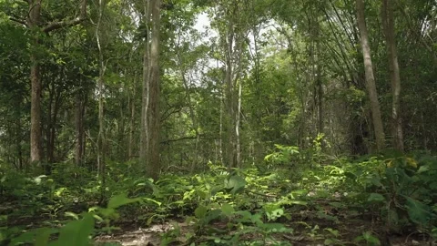Personal perspective of view of walking and look around into overgrown forest Stock Footage 154189817