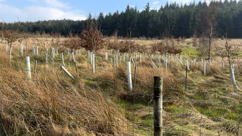Personal perspective walking past deciduous sapling plantation. Vídeos de archivo 310014714