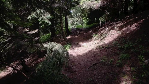 Personal Perspective of Walking on a Path in the Forest, Steady Cam Shot. Pov of Stock-Footage 88904586