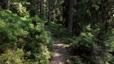 Personal Perspective of Walking on a Path in the Forest, Steady Cam Shot. Pov of Stock-Footage 88987484