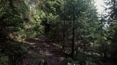 Personal Perspective of Walking on a Path in the Forest, Steady Cam Shot. Pov of Stock-Footage 88987767
