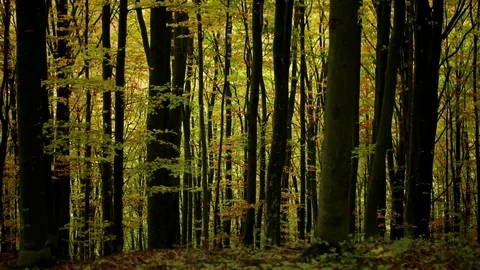 Personal Perspective of Walking on a Path in the Forest, Steady Cam Shot. Pov of Stock Footage 89480240