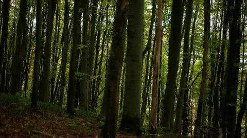 Personal Perspective of Walking on a Path in the Forest, Steady Cam Shot. Pov of Stock Footage 89480536