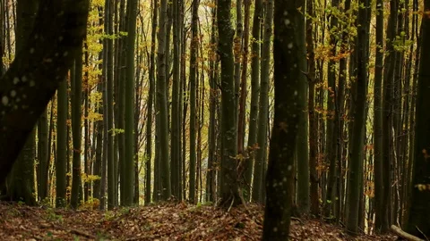 Personal Perspective of Walking on a Path in the Forest, Steady Cam Shot. Pov of Stock Footage 89481010