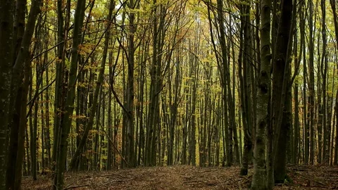 Personal Perspective of Walking on a Path in the Forest, Steady Cam Shot. Pov of Stock Footage 89481201