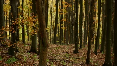 Personal Perspective of Walking on a Path in the Forest, Steady Cam Shot. Pov of Stock Footage 89481473