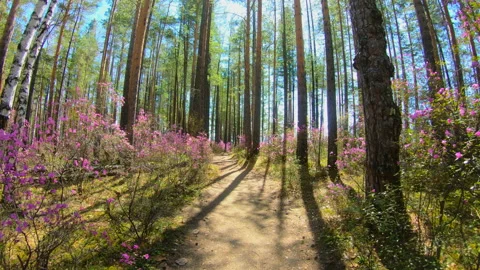 Personal perspective of walking on a path in the forest. Pink flowers, sunlight Stock Footage 91850214