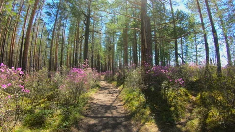 Personal perspective of walking on a path in the forest. Pink flowers, timelapse Stock Footage 91850740