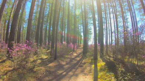 Personal perspective of walking on a path in the forest. Pink flowers, sunlight Video stock 91912934
