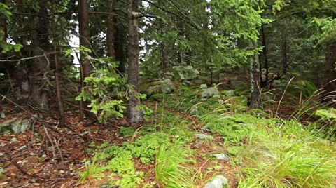 Personal perspective of walking on a path in the mountain forest. Video stock 55369817