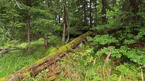 Personal perspective of walking on a path in the mountain forest. Stock-Footage 55370016