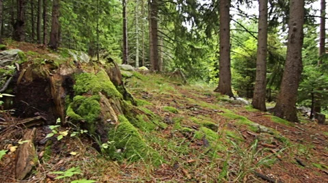 Personal perspective of walking on a path in the mountain forest. 스톡 동영상 55370101