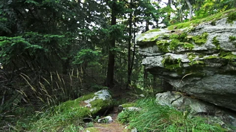 Personal perspective of walking on a path in the pine forest in mountain. Video stock 55353541