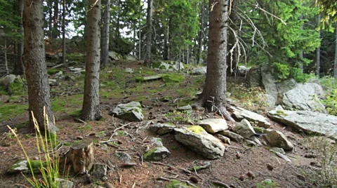 Personal perspective of walking on a path in the pine forest in mountain. Vídeo Stock 55357024