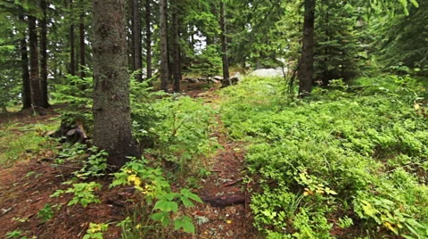 Personal perspective of walking on a path in the pine forest in mountain. Video stock 55360964