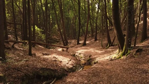 Personal Perspective of Walking on a Path in wood. Stock Footage 134835613