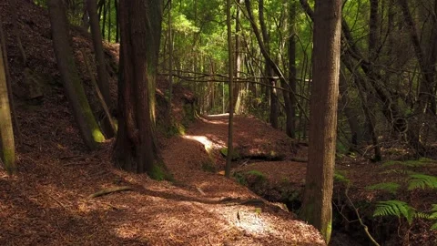 Personal Perspective of Walking on a Path in wood. Stock Footage 134835625