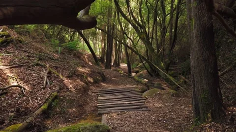 Personal Perspective of Walking on a Path in wood. Stock Footage 134835646