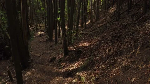 Personal Perspective of Walking on a Path in wood. Stock Footage 134835749