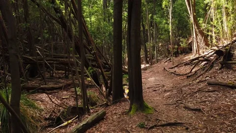 Personal Perspective of Walking on a Path in wood. Stock Footage 134835766