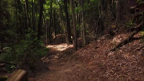 Personal Perspective of Walking on a Path in wood. Stock Footage 134835819