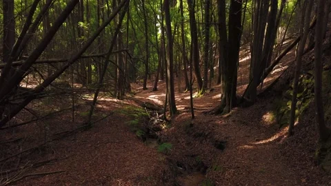 Personal Perspective of Walking on a Path in wood. Stock Footage 134835870