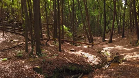 Personal Perspective of Walking on a Path in wood. Stock Footage 134835958