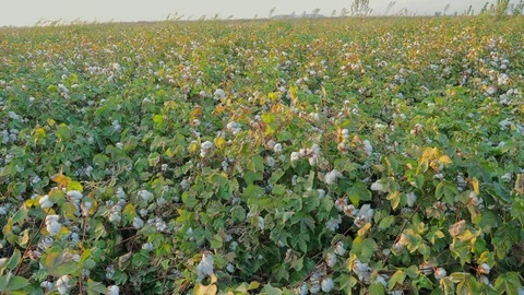 Personal perspective of walking in white cotton field. Farming rural countryside 動画素材 100203800