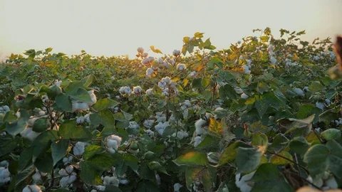 Personal perspective of walking in white cotton field. Farming rural countryside Stock Footage