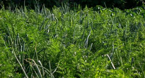 A personal plot with a garden bed. Farm beds. ecological products. Nature. Stock Photos