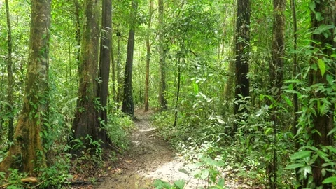 Personal point of view of walking in evergreen tropical old rain forest. Stock Footage 268025267