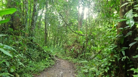 Personal point of view of walking in evergreen tropical old rain forest. Stock Footage 268025794