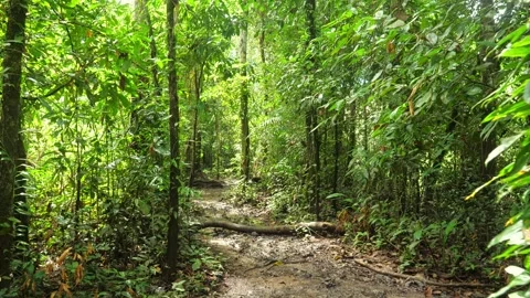 Personal point of view of walking in evergreen tropical old rain forest. Stock Footage 268026648